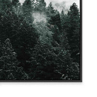 Pine Forest