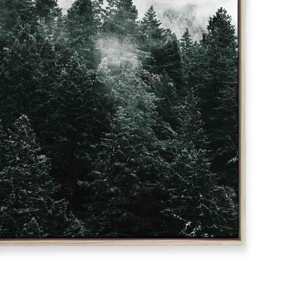 Pine Forest