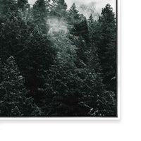 Pine Forest