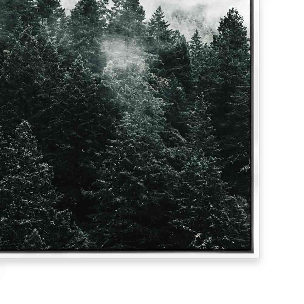 Pine Forest