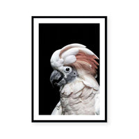 Pink Cockatoo