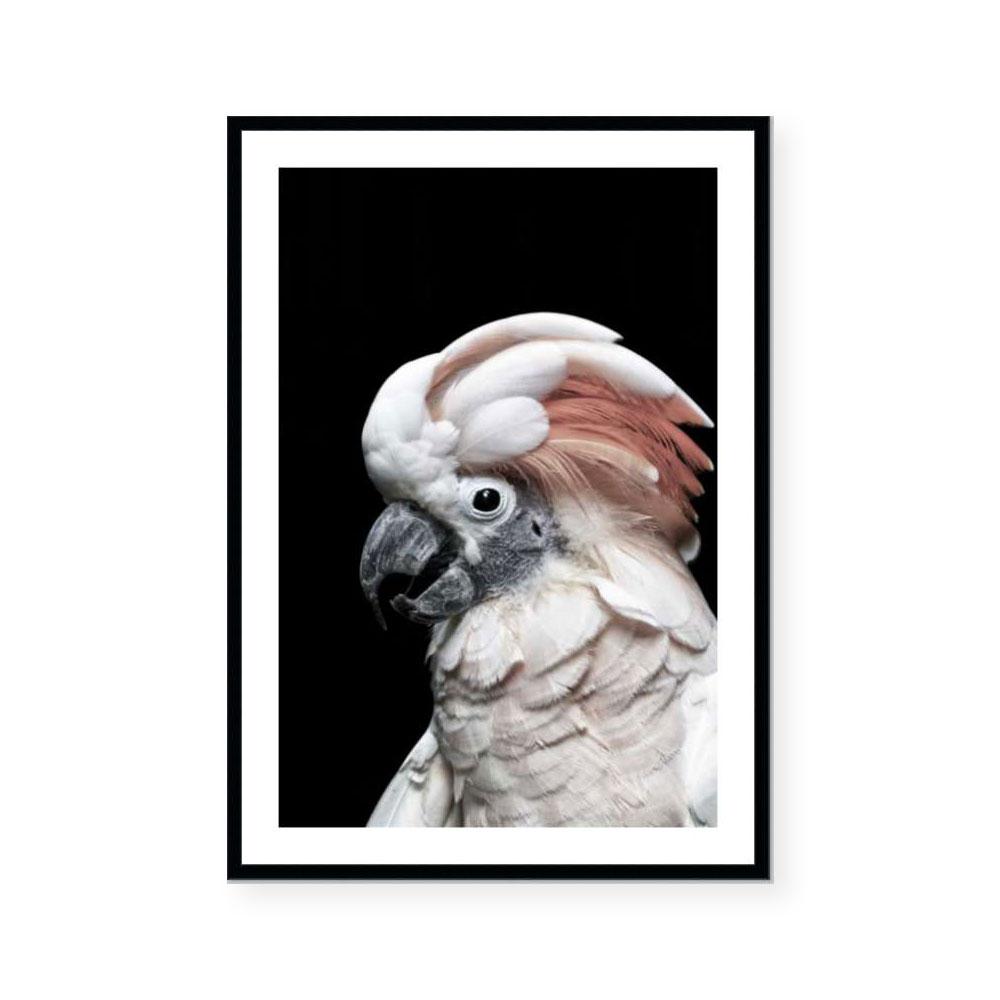 Pink Cockatoo