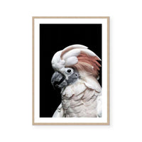 Pink Cockatoo
