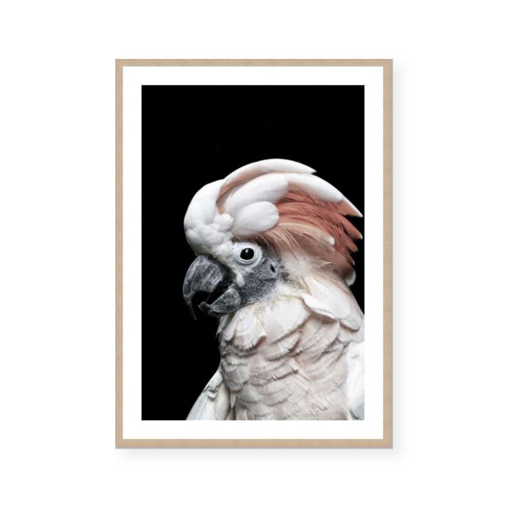 Pink Cockatoo