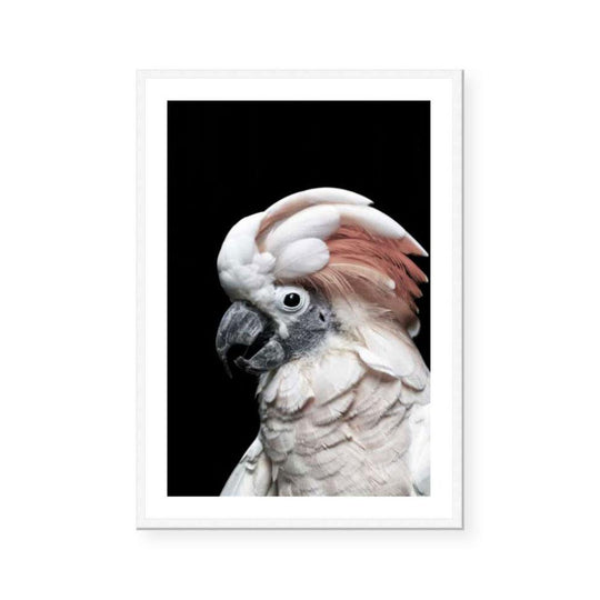 Pink Cockatoo