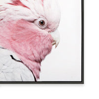 Pink Galah