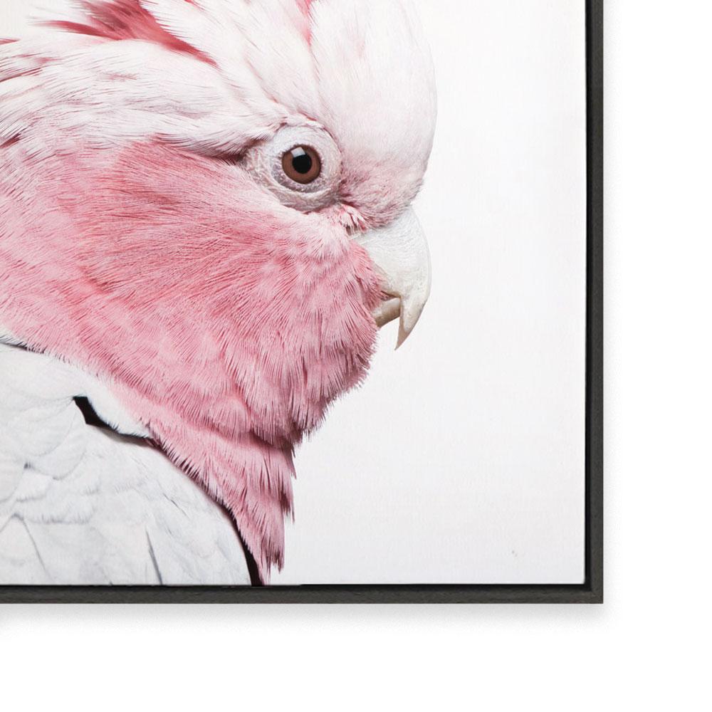 Pink Galah
