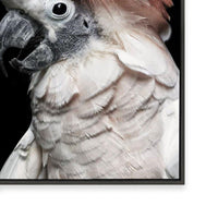 Pink Cockatoo
