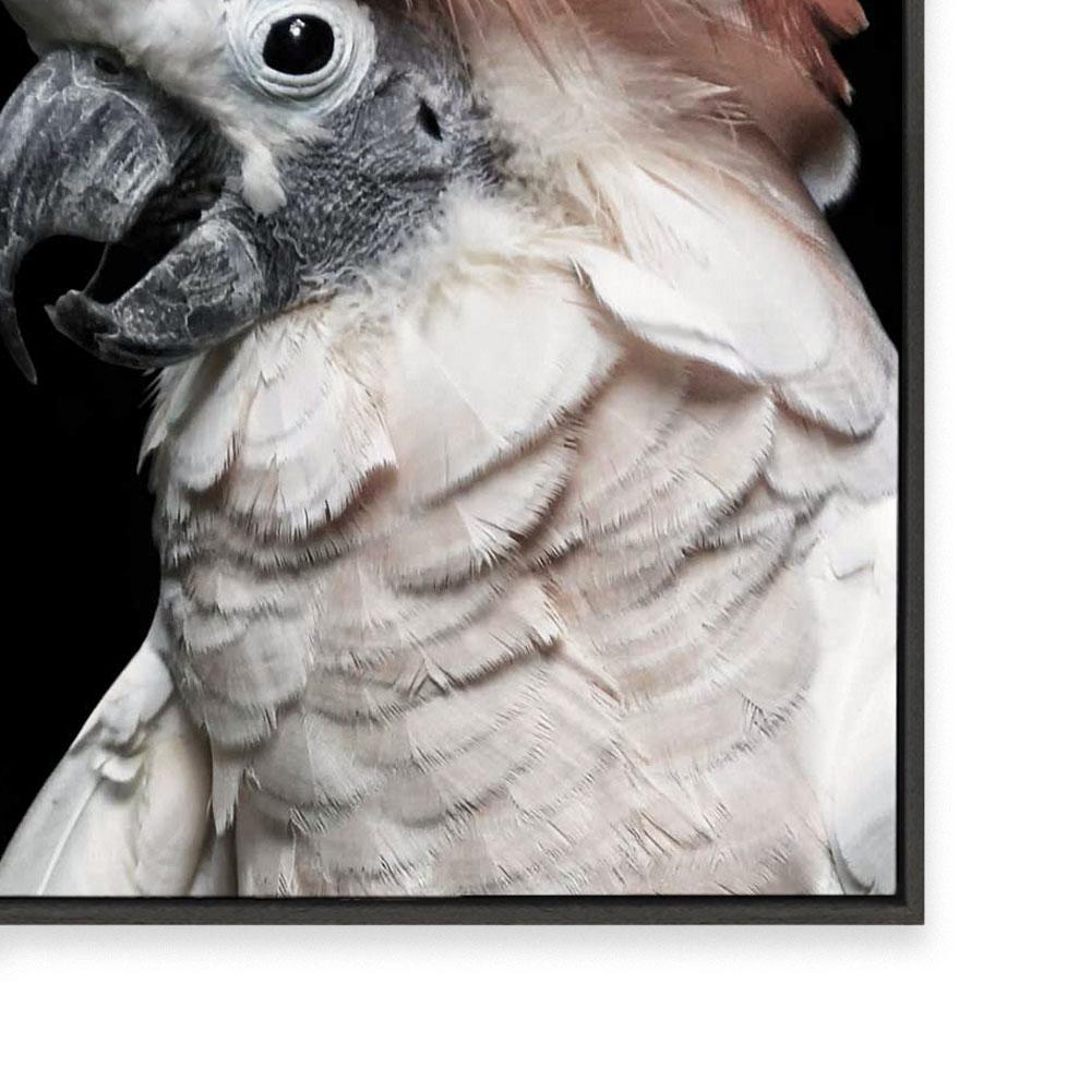 Pink Cockatoo