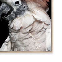 Pink Cockatoo