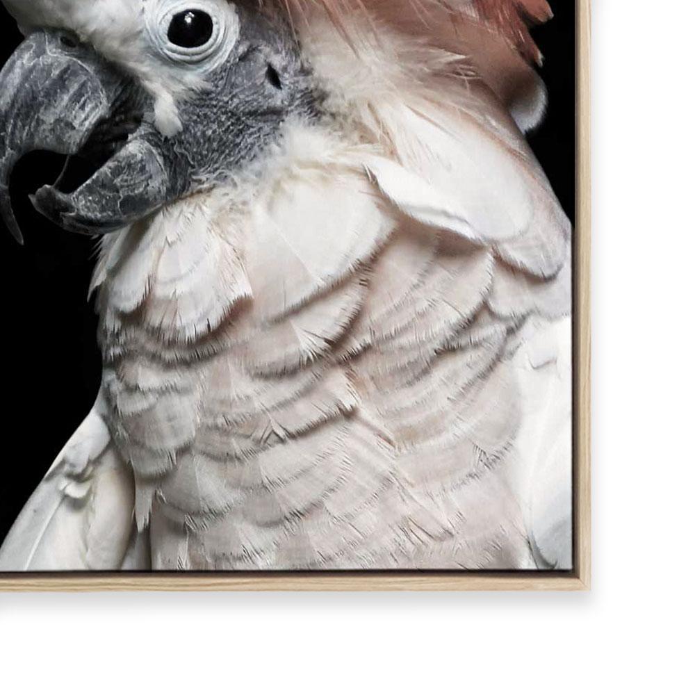 Pink Cockatoo