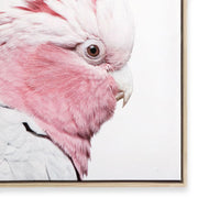 Pink Galah