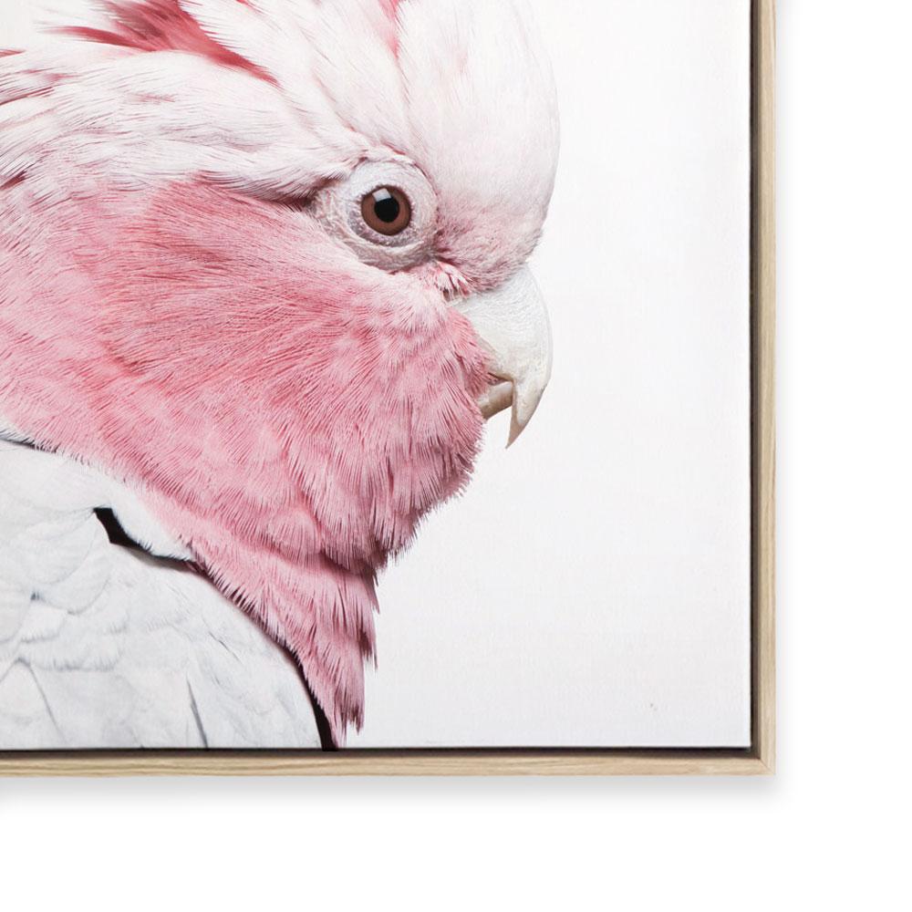 Pink Galah