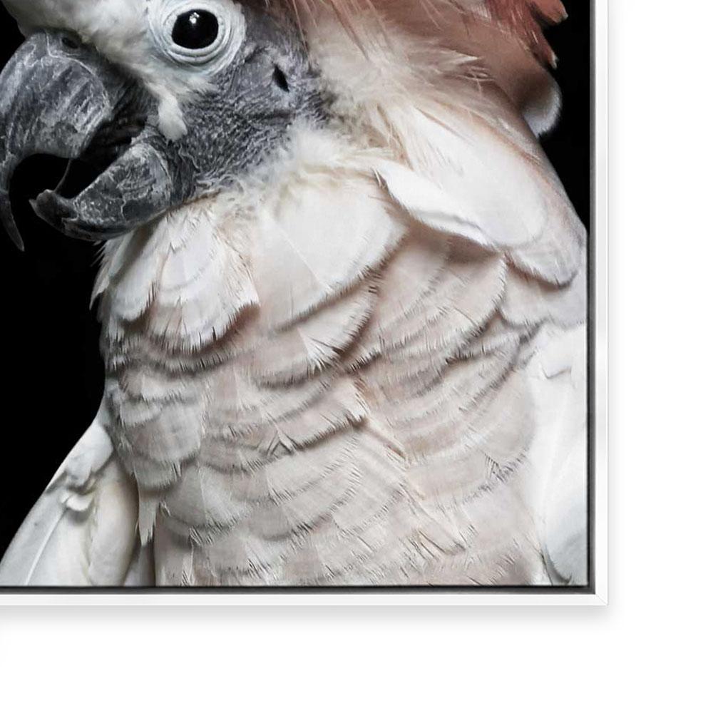 Pink Cockatoo