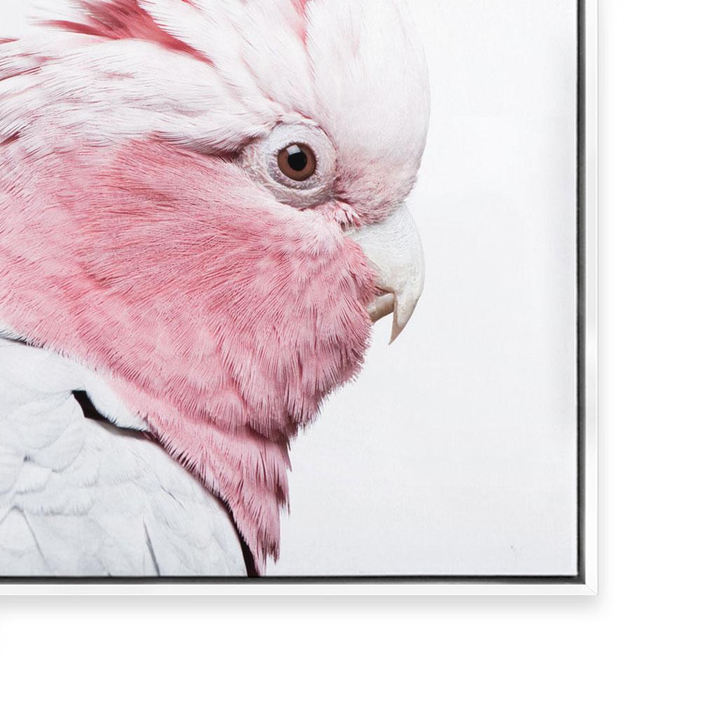 Pink Galah