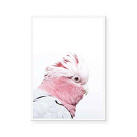 Pink Galah