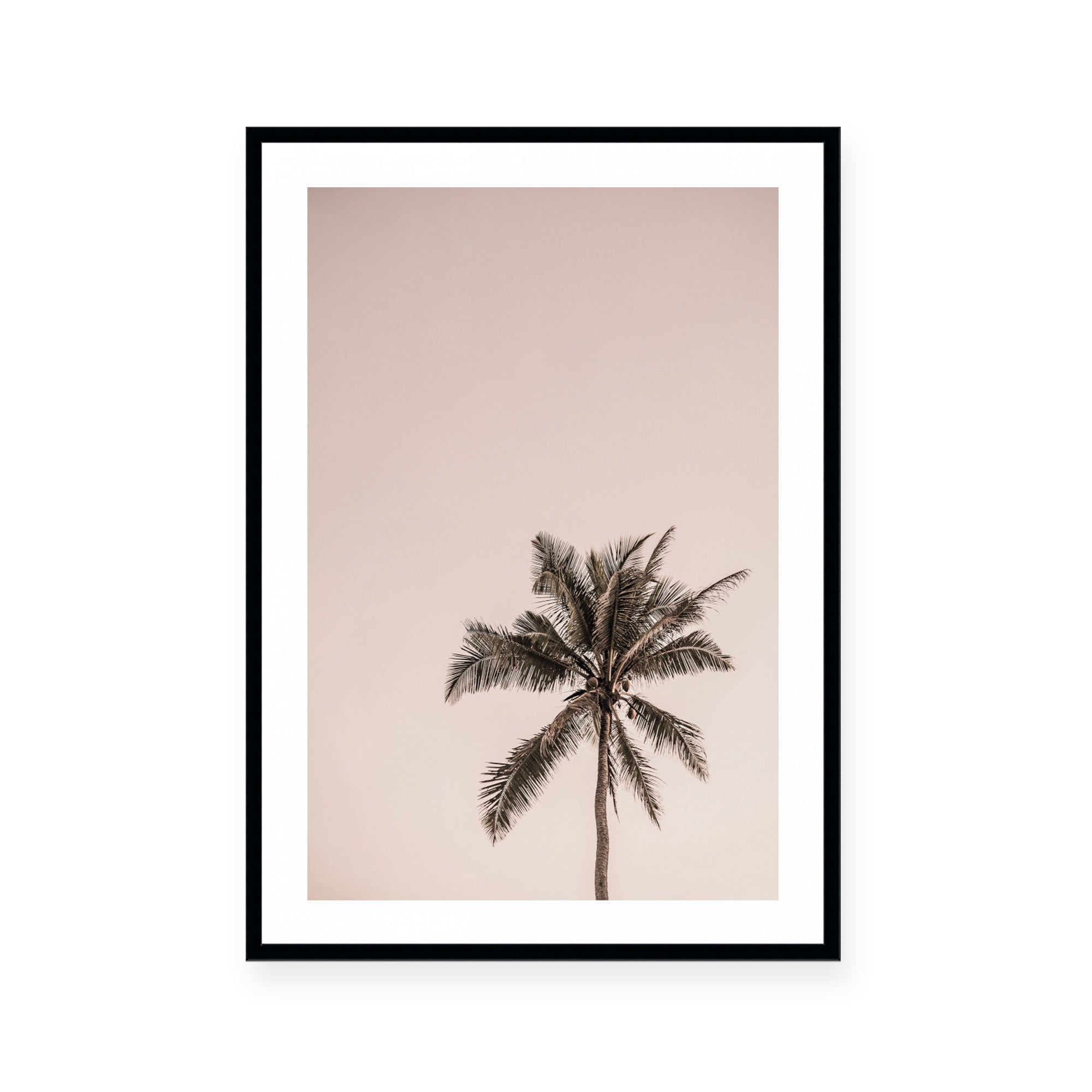 Pink Palm Sunrise
