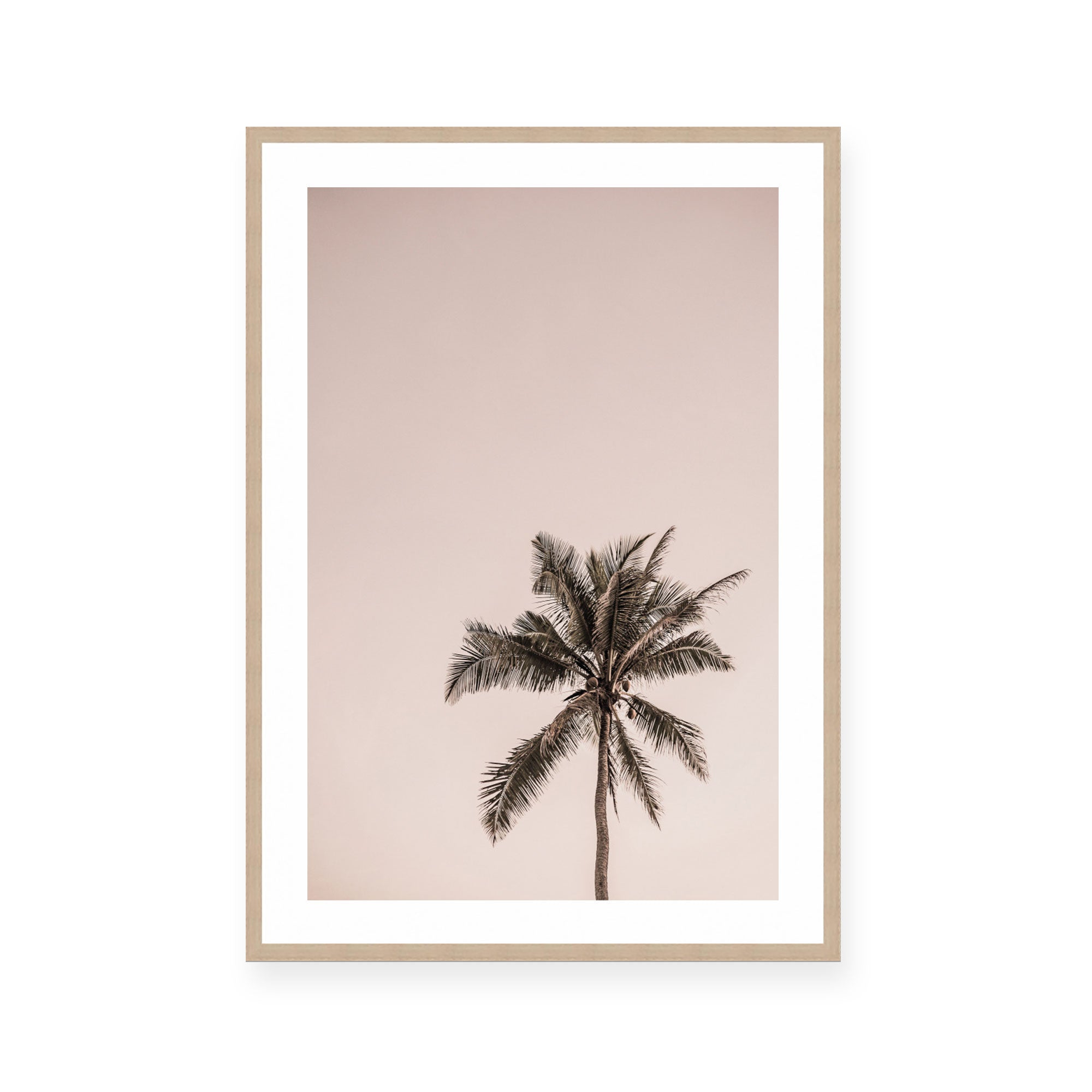 Pink Palm Sunrise