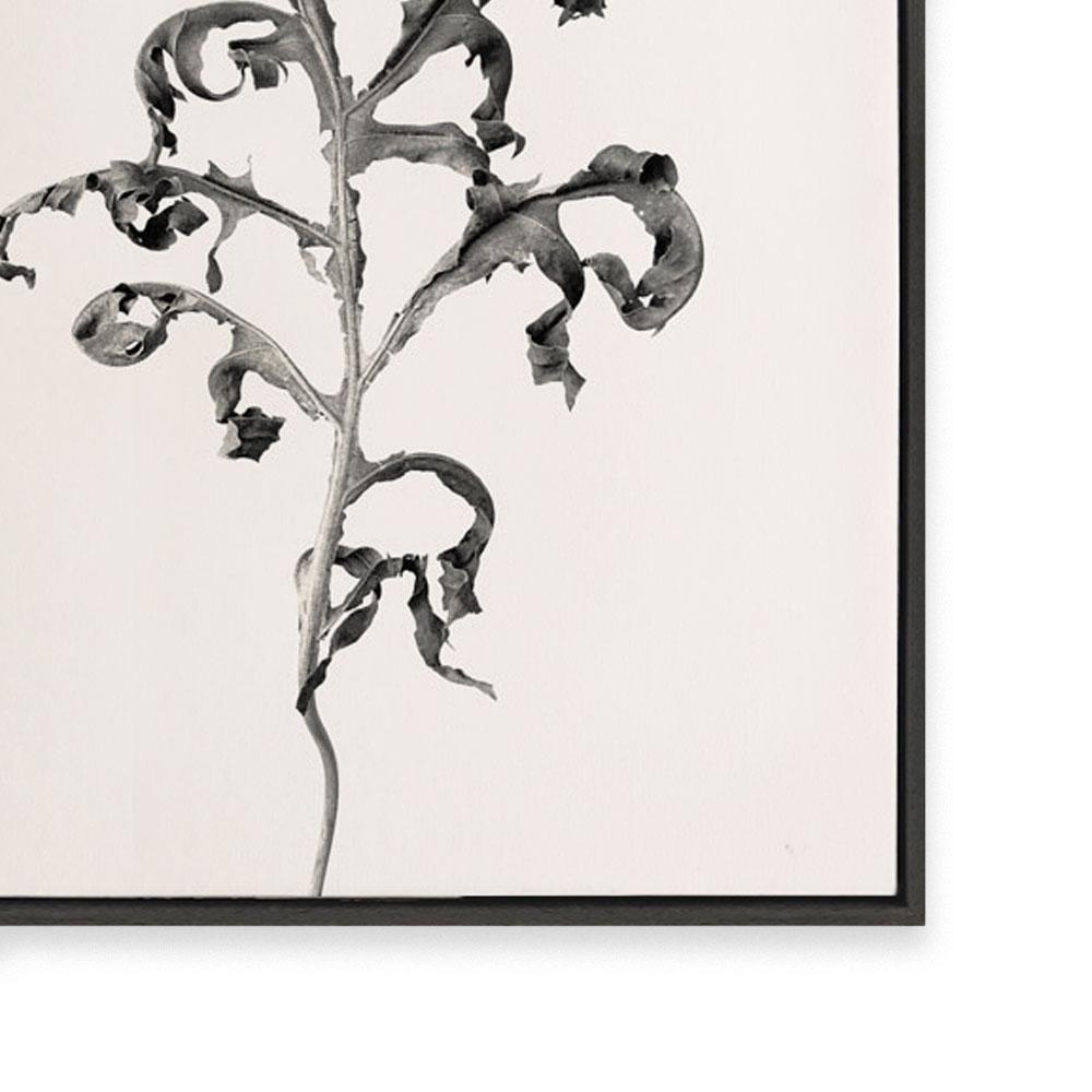 Prairie Plant II