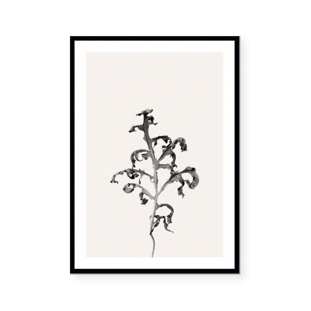 Prairie Plant II