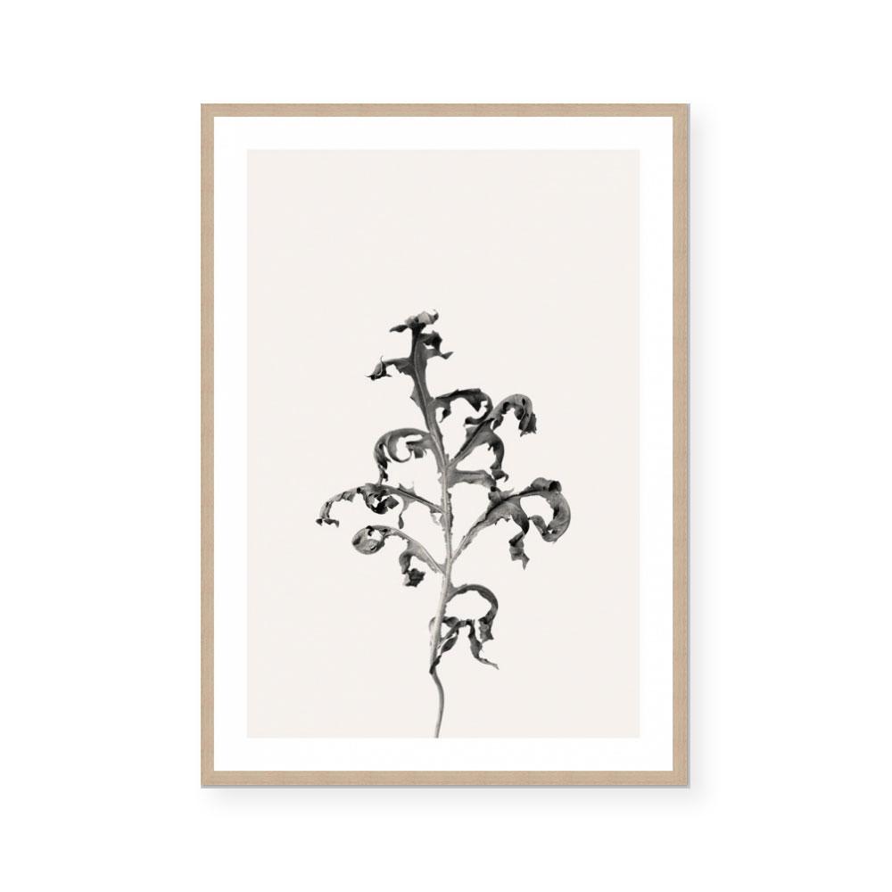 Prairie Plant II