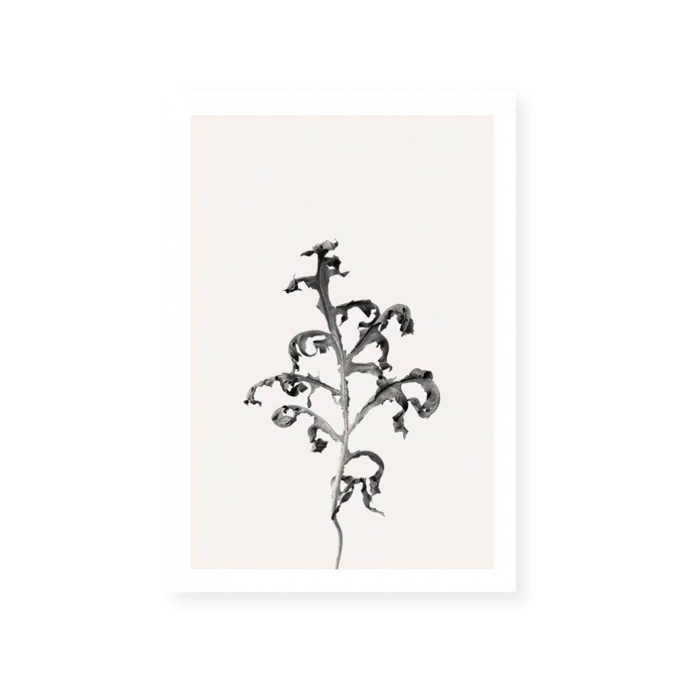 Prairie Plant II