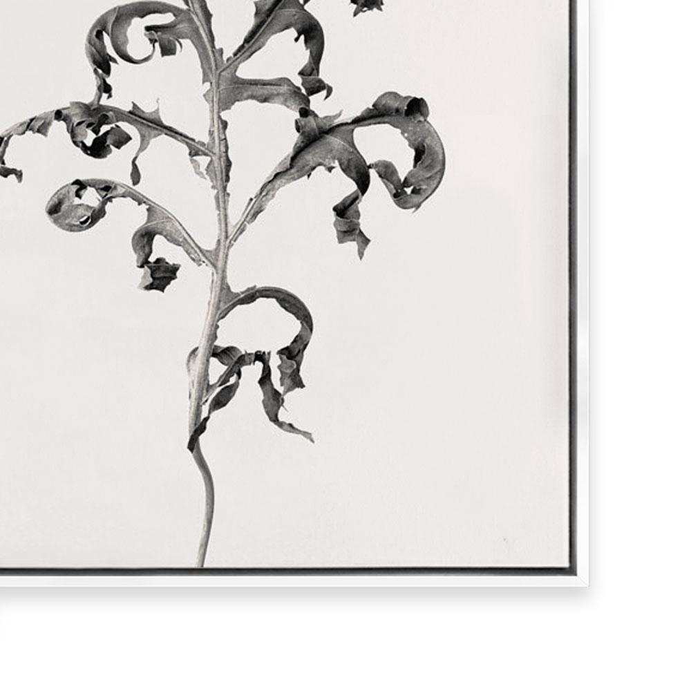 Prairie Plant II