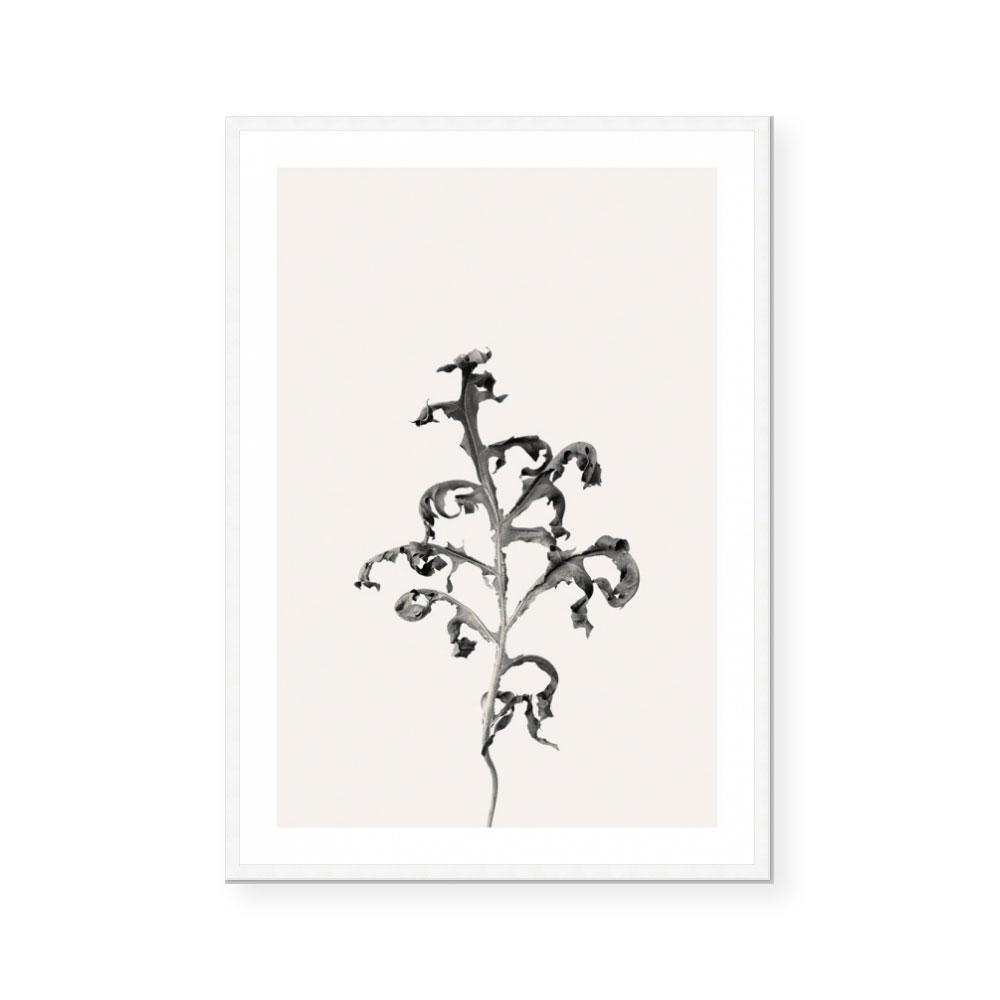Prairie Plant II