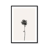 Prairie Plant IV