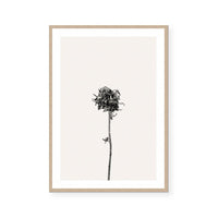 Prairie Plant IV