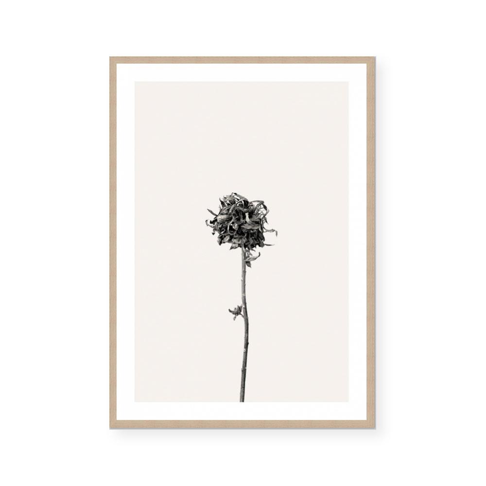 Prairie Plant IV