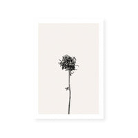 Prairie Plant IV