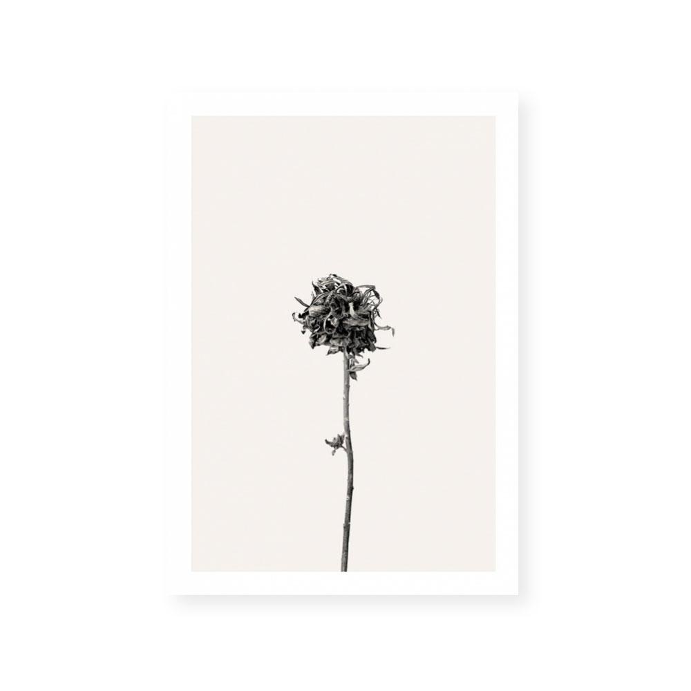 Prairie Plant IV