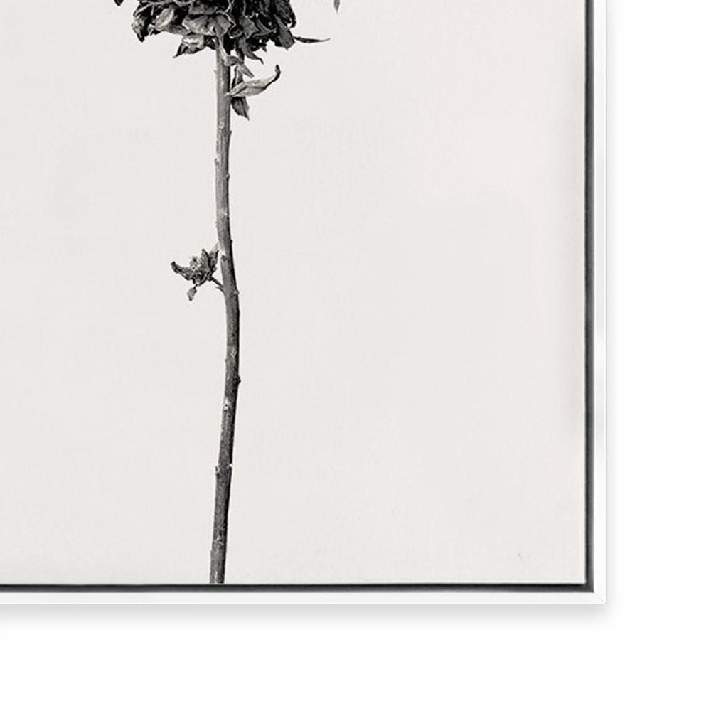 Prairie Plant IV