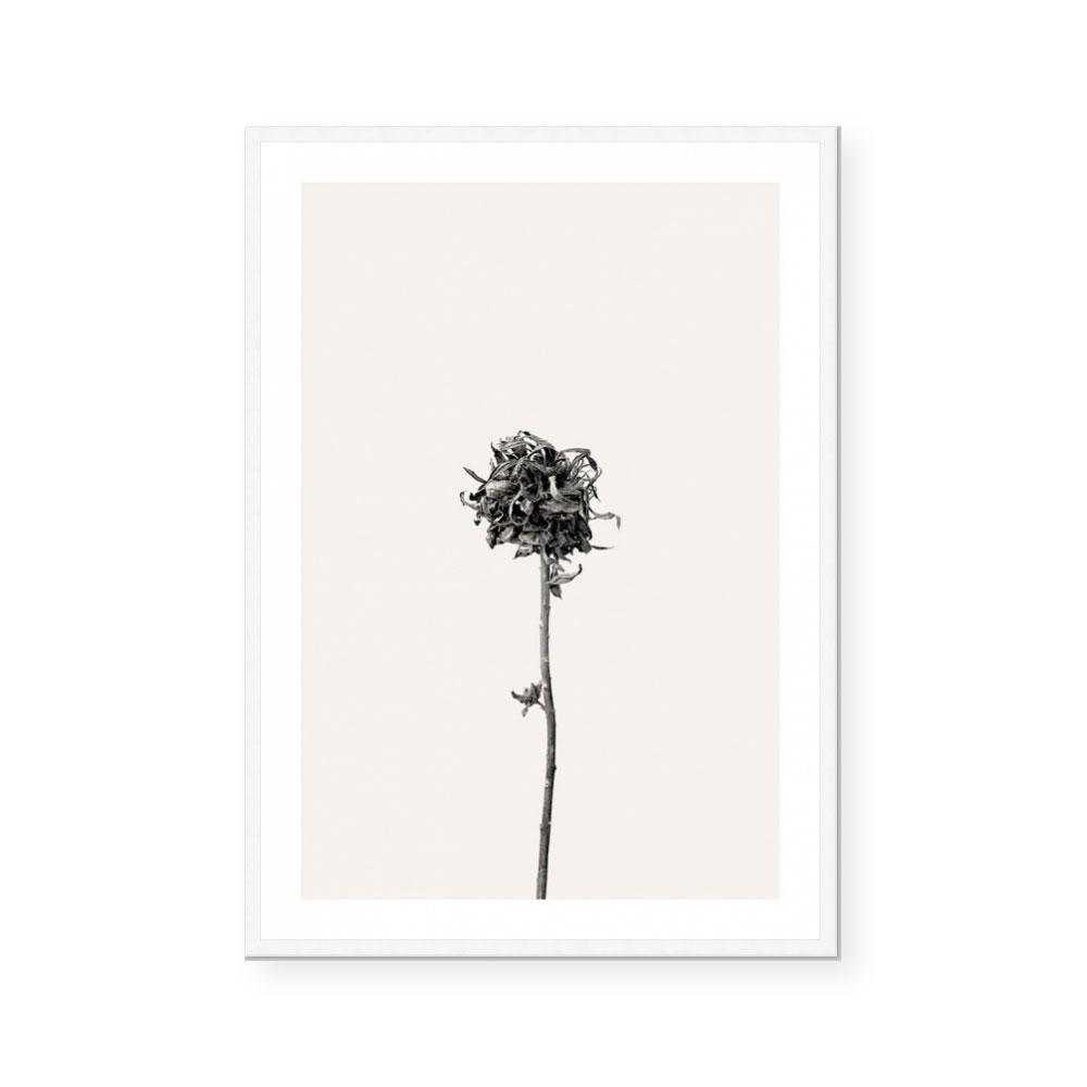 Prairie Plant IV