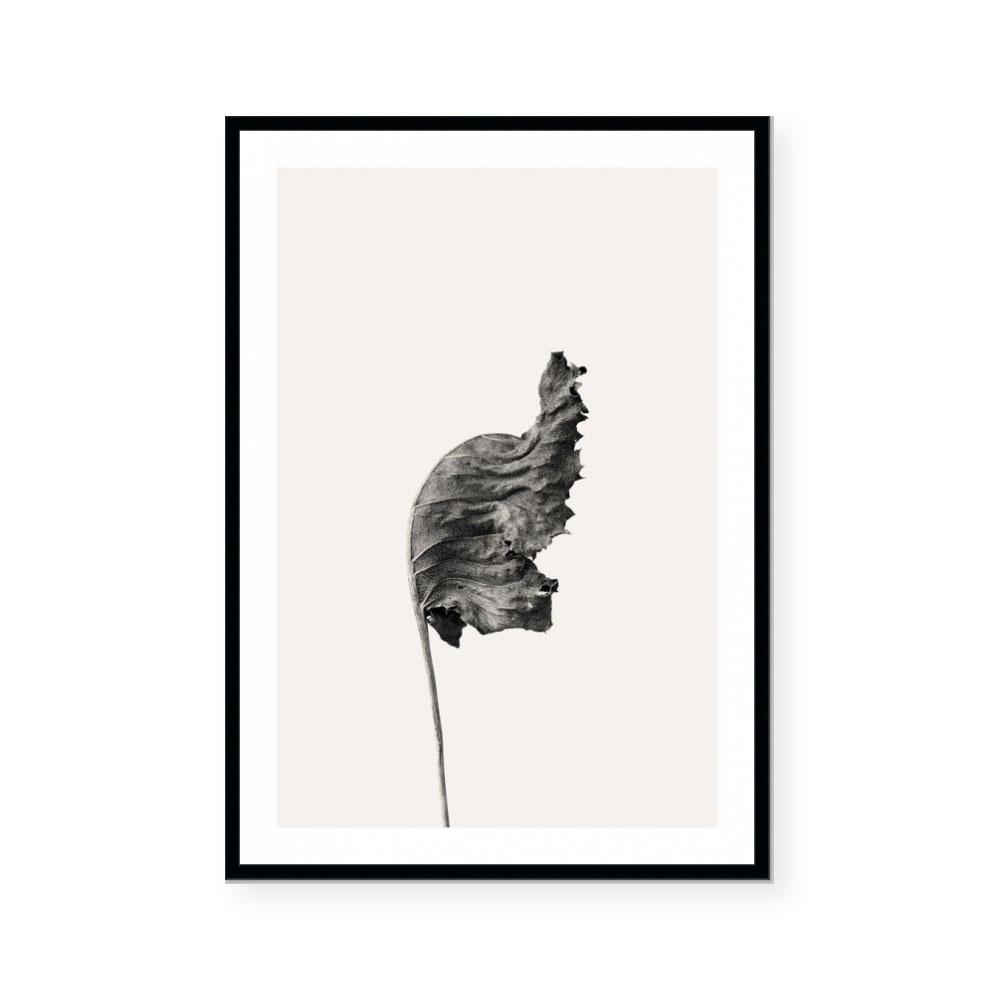 Prairie Plant I