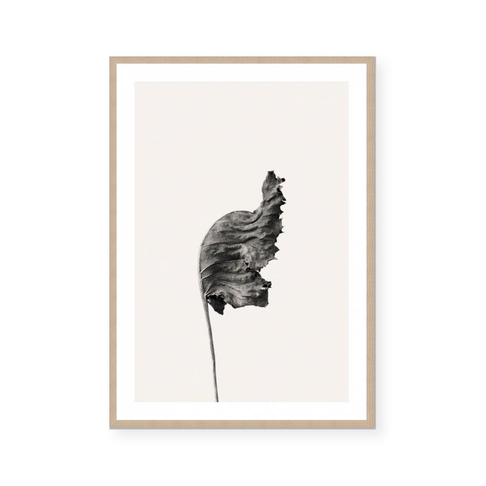 Prairie Plant I