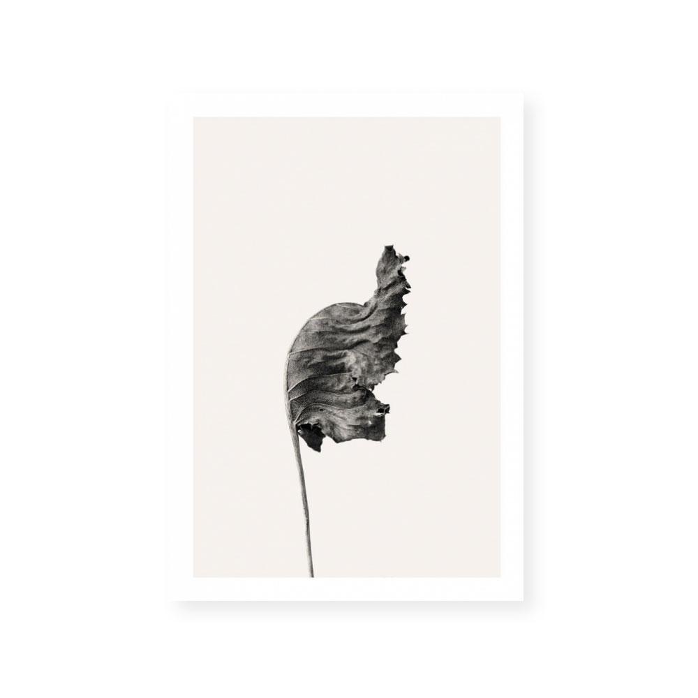Prairie Plant I