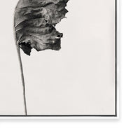 Prairie Plant I