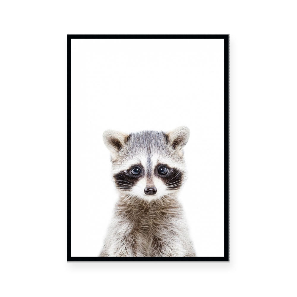 Racoon