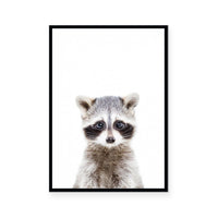 Racoon