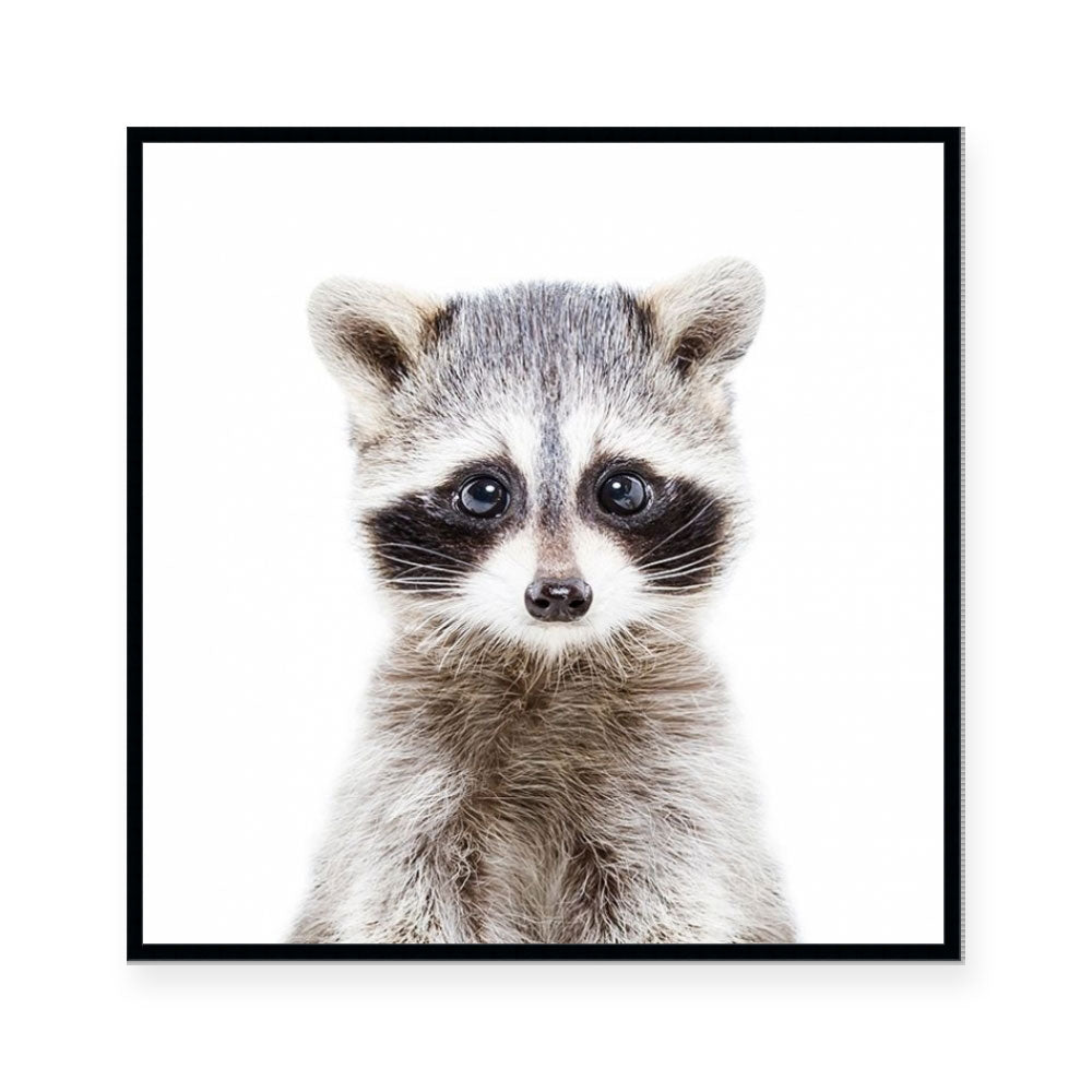 Raccoon | Square
