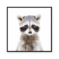 Raccoon | Square