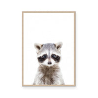 Racoon