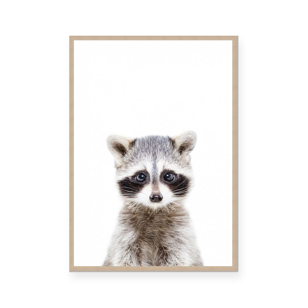Racoon