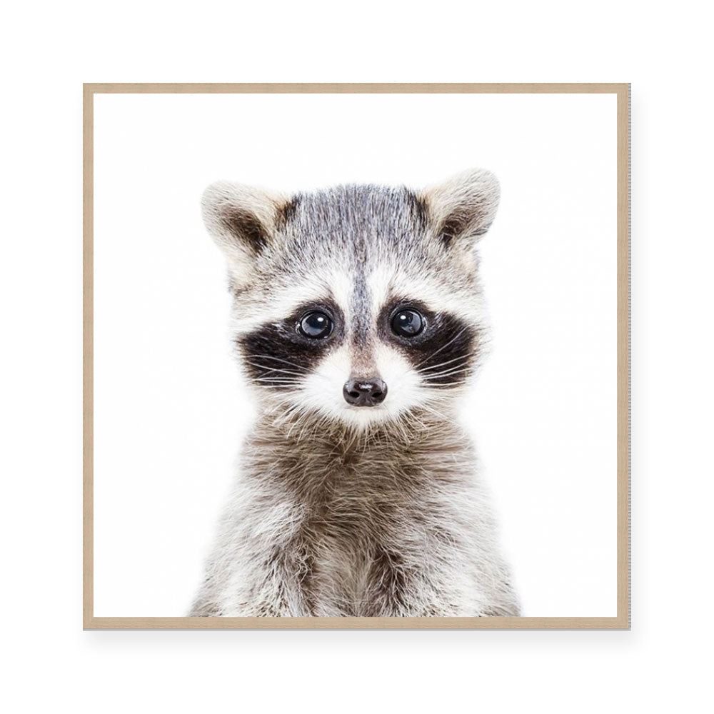 Raccoon | Square