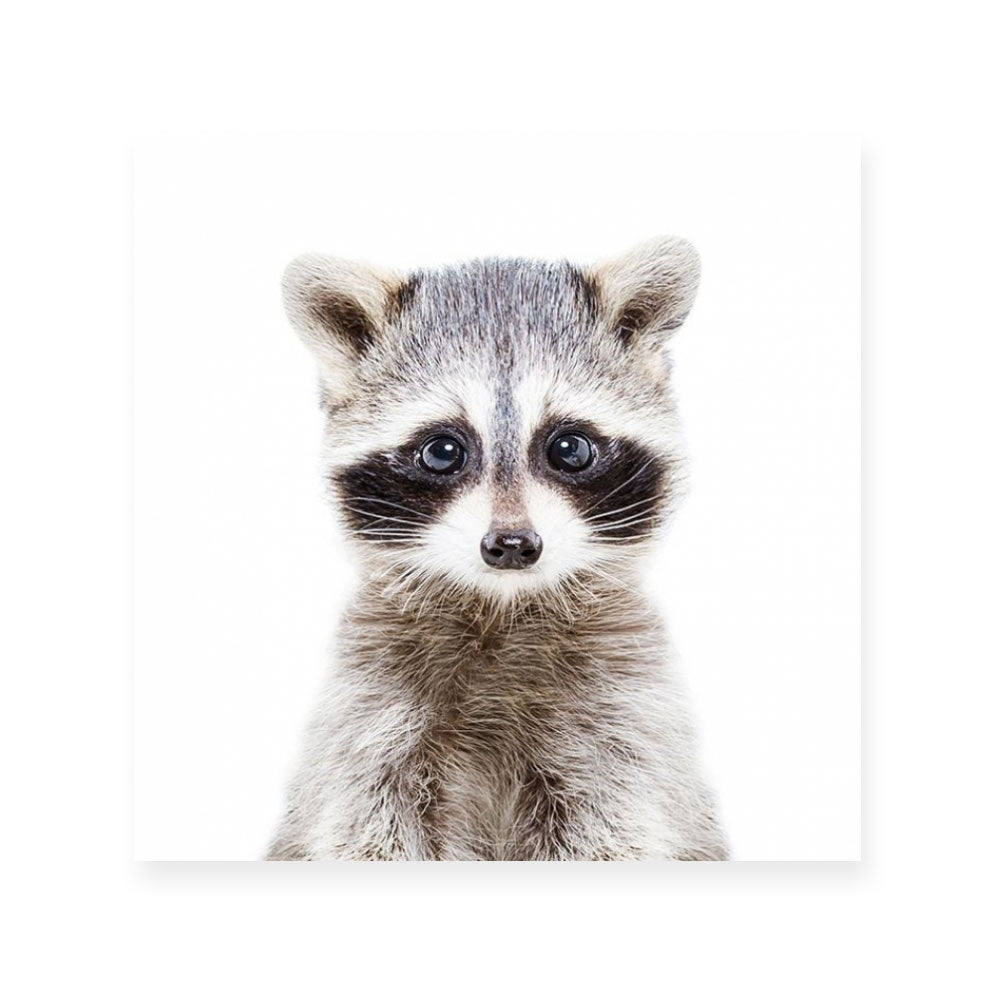 Raccoon | Square