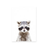 Racoon