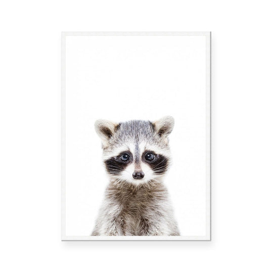 Racoon