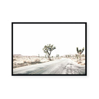 Road Through Joshua Tree